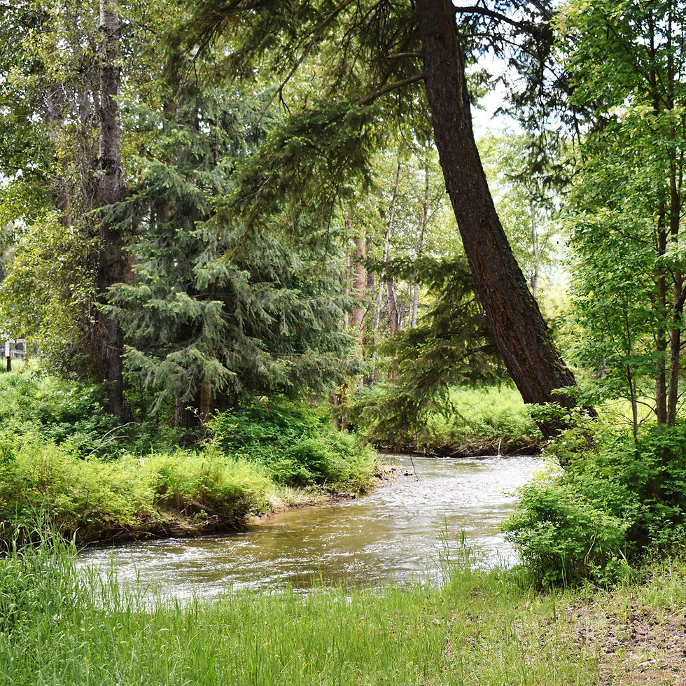 Creek behind site 1.jpeg