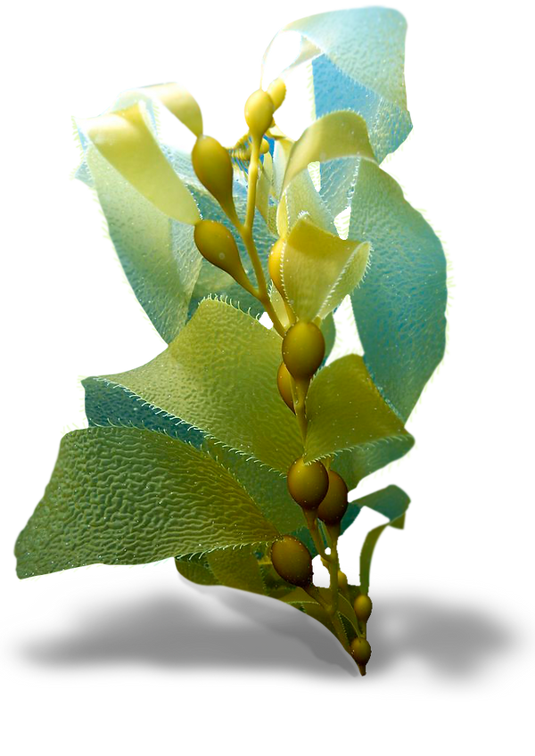 Macroscystis Pyrifera