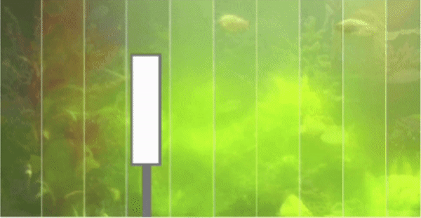 fishtank cleaning