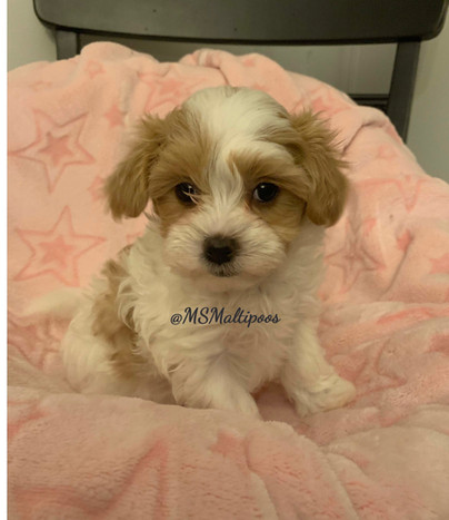 Maltipoos Puppies | Toy Dog Breeder