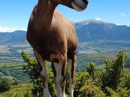 La llet de cabra: el secret d’una pell suau i natural