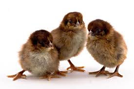 Partridge Plymouth Rocks