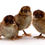 Thumbnail: Partridge Plymouth Rocks