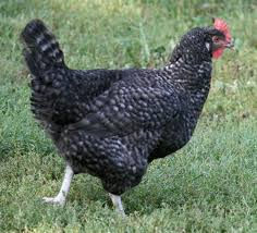 Thumbnail: Cuckoo Marans