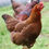 Thumbnail: Partridge Plymouth Rocks