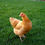 Thumbnail: Buff Orpington