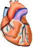 animated-disease-image-0075.gif