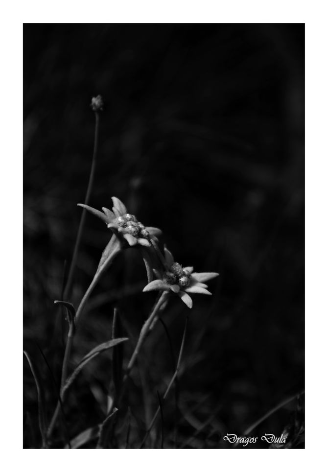 Floare de colt...