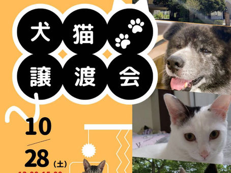 10/28(土)13時〜 保護された「ワンちゃん&猫ちゃん譲渡会」が開催されます。