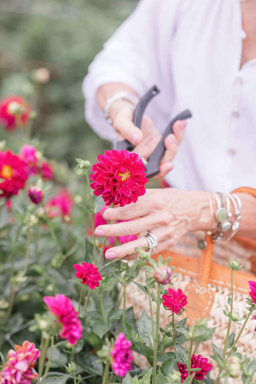 Hands in silver jewelry trim vibrant pink dahlias with pruning shears in a garden, evoking a tranquil, summery mood.