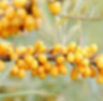 Clusters of bright orange berries on a branch, surrounded by light green leaves. Soft, blurred background creates a serene, natural mood.