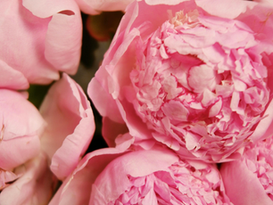 Close-up of pink peonies with ruffled petals, creating a lush and soft texture. The flowers fill the frame, evoking a serene mood.