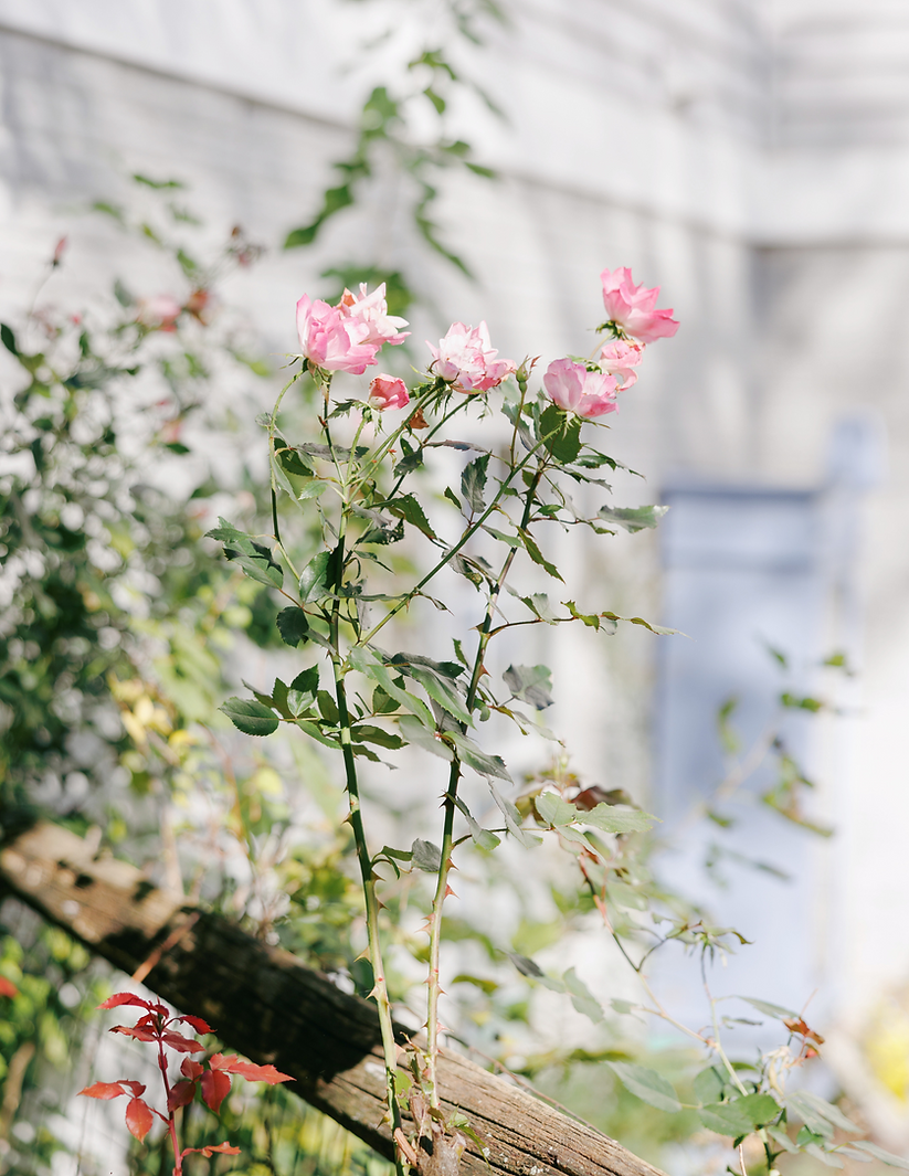 Deb Web Photos Edited (4).png