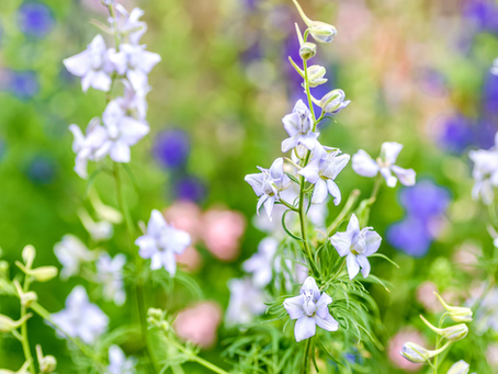 Delicate pale purple larkspur bloom in a lush green meadow, with soft pink and blue flowers blurred in the background.