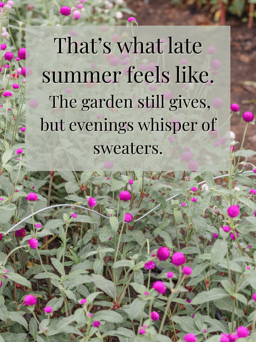 Pink flowers with green leaves in a garden. Text overlay: "That's what late summer feels like. The garden still gives, but evenings whisper of sweaters."