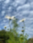 IMG_0214 2.jpeg