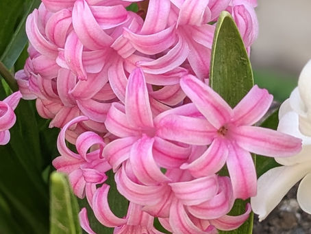 Heavenly hyacinth