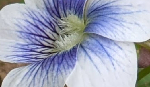 Flower theraphy session