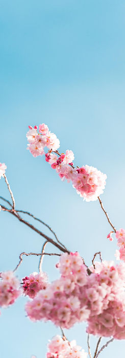 Cherry Blossom