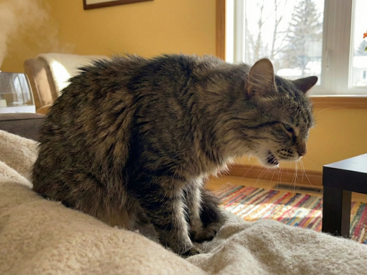 Husten und Schnupfen bei Hund und Katze: Das wird oft übersehen