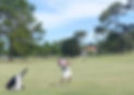 miguel golf.jpg