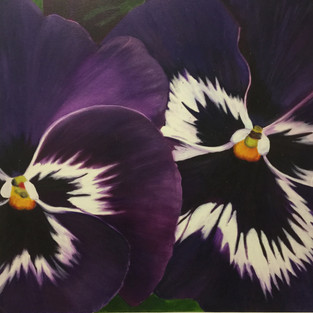 Purple Pansy