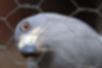 Caged Eagle