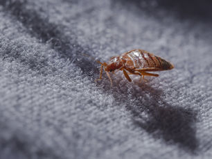 Spotta Featured in The Daily Telegraph: Sharp Rise in Bed Bugs Sparks Demand for Hotel Prevention Measures