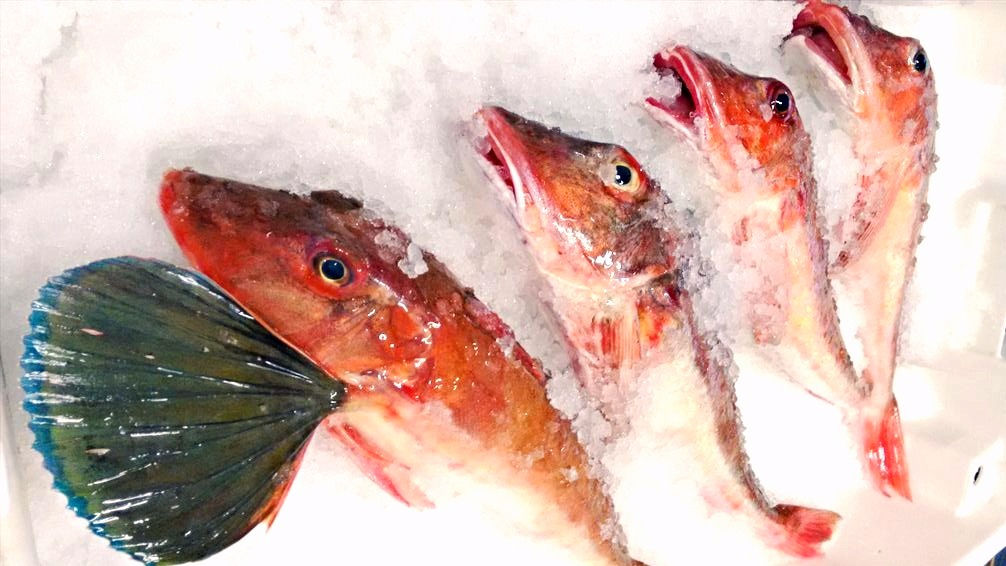 Red gurnard