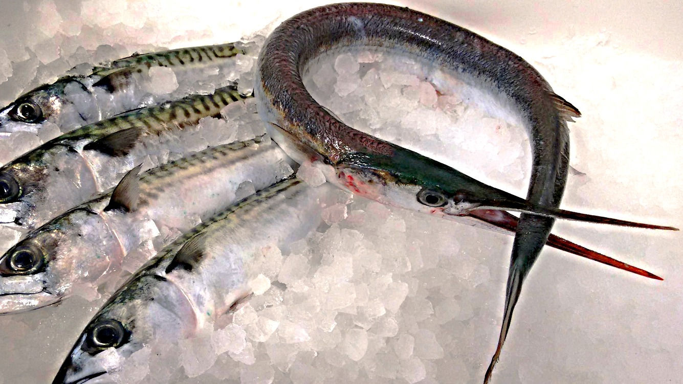 Garfish