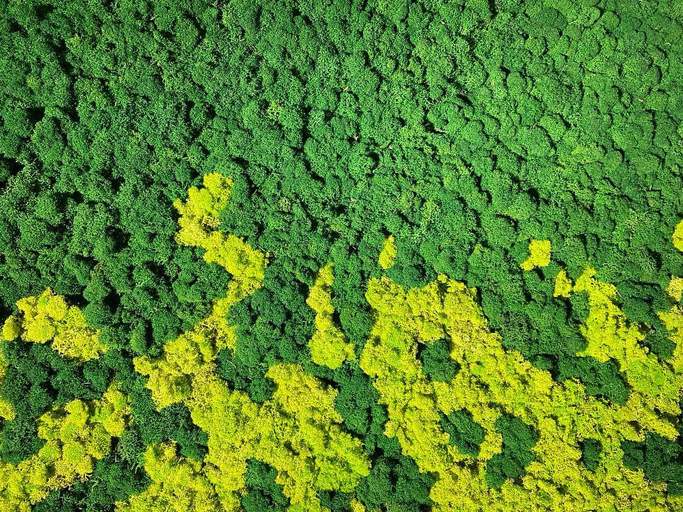 Image d'un mur végétal