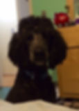 Jackson (formerly Curly) Adopted!