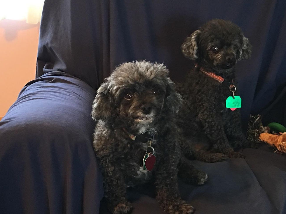 Gidget & FiFi - Nov 2016