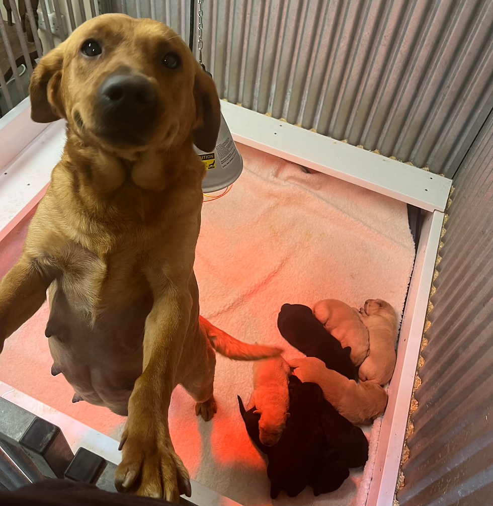 Fox Red and Black Labrador Puppy