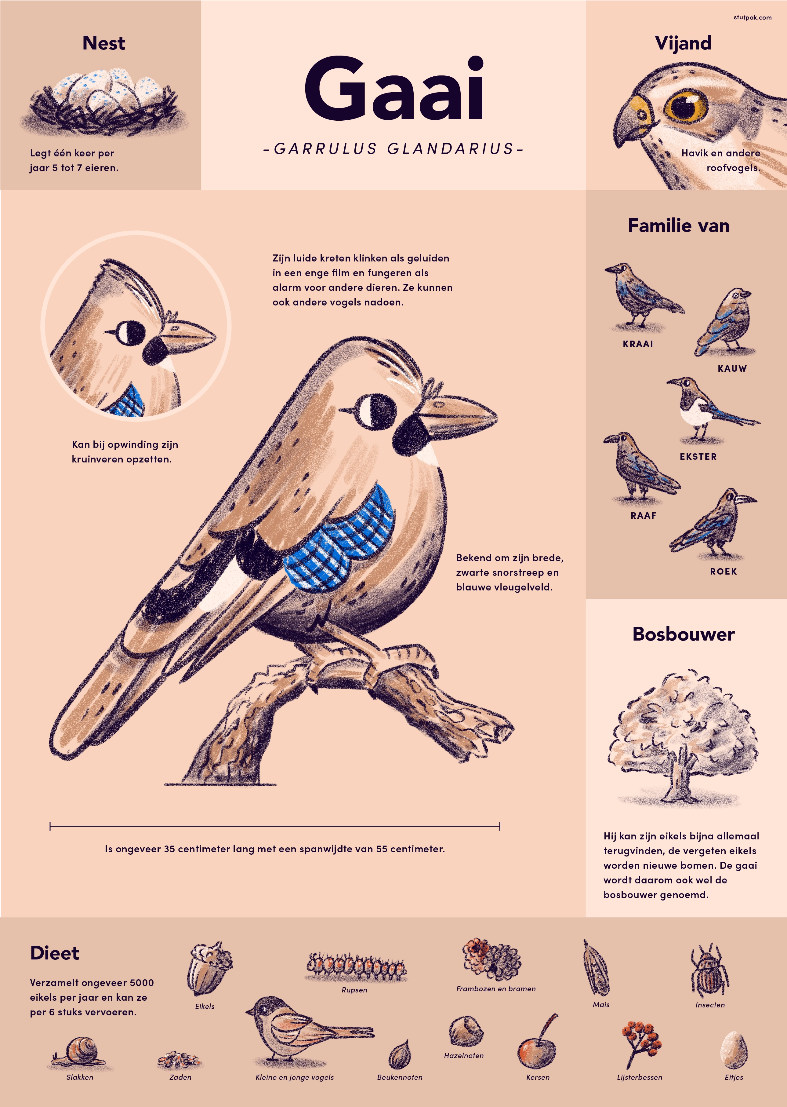 eurasian jay stutpak.webp