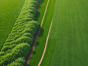 How to Prepare Your Soil Before Hydroseeding: Set the Stage for a Lush, Healthy Lawn