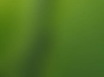 How to Prepare Your Soil Before Hydroseeding: Set the Stage for a Lush, Healthy Lawn