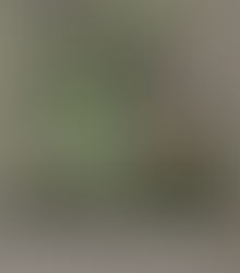 Cheerful Charltonians wanted to chip in and recreate Charlton House lost Secret Garden.