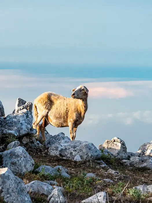 Trekking sui Nebrodi