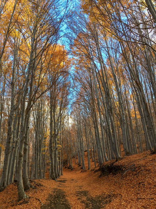 Trekking foliage