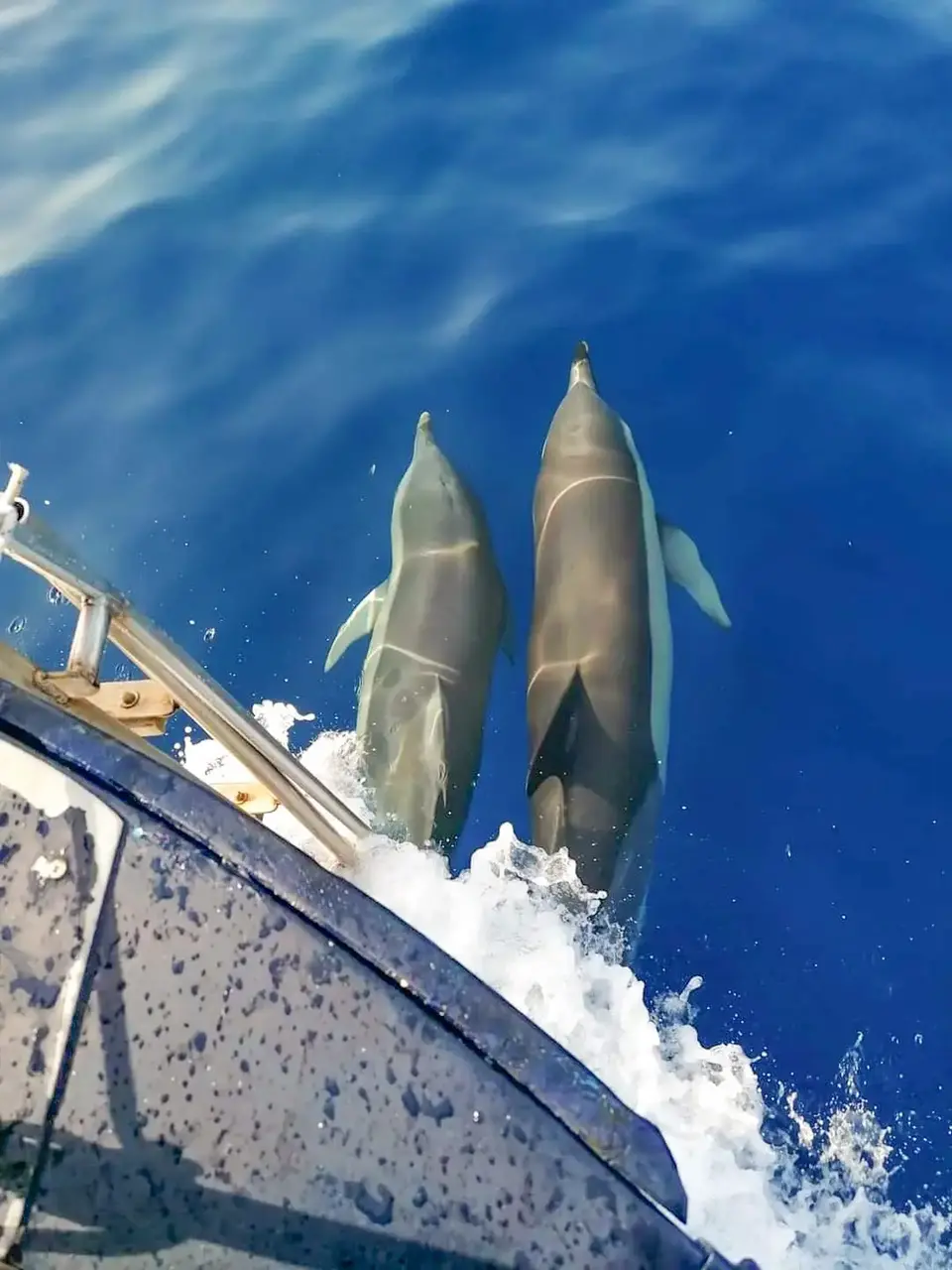 Dolphin tour Taormina