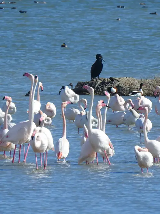 Trekking e birdwatching Vendicari