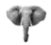 ELEPHANT HEAD