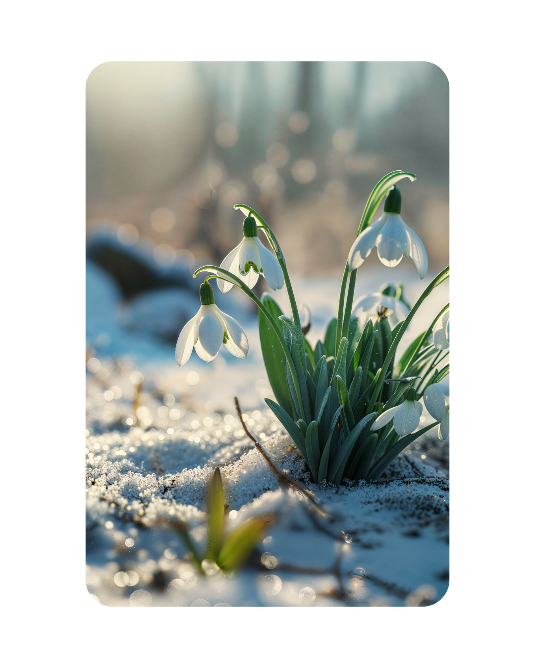 IMBOLC - Konzeptkarte