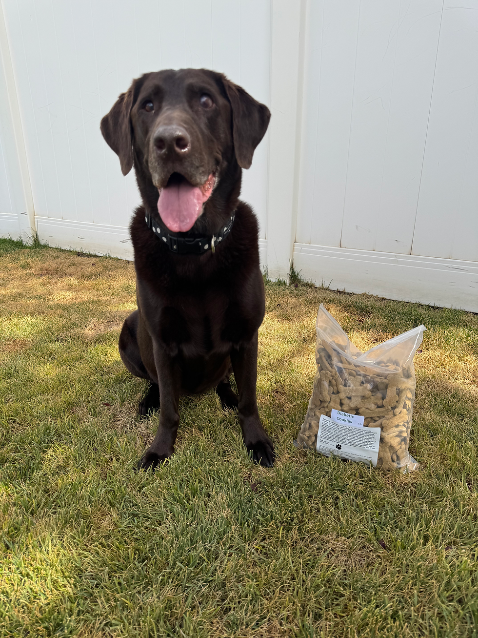 The Tail-Wagging Secret We Found for Diabetic Dogs