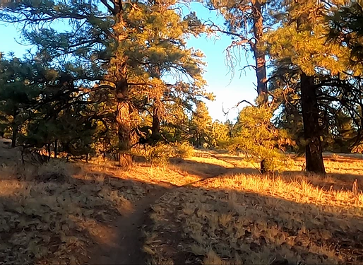 Looping around Flagstaff: A 45 mile FKT on the Flagstaff Loop Trail