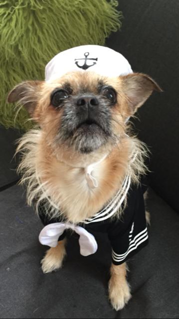 Small scruffy dog wearing a sailor hat and outfit
