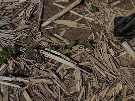 rye no-till_6-5-25 (2)_edited.jpg