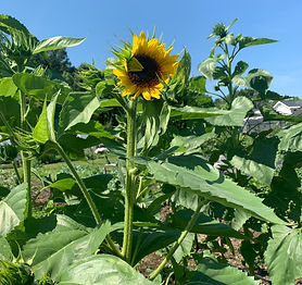 Sunflower.jpeg