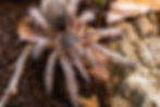 Grammostola rosea 0.1 - Photo: Mirco/Realm of Spiders